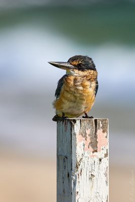 Lord Howe Island Birds