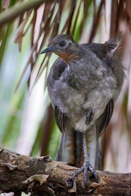 Hens, Pittas and Lyrebirds