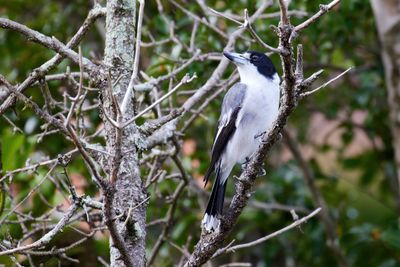 Currawongs, Ravens, Cloughs, Magpies & Butcherbirds
