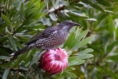Honeyeaters