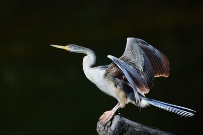 Shorebirds and Waders