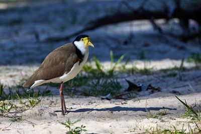 Lapwings