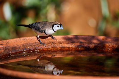 Double-barred Finch