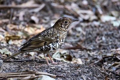 Thrushes and Strike-thrush