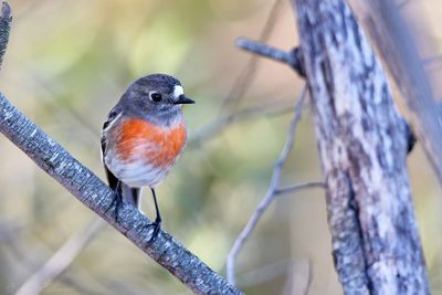 Scarlet Robin