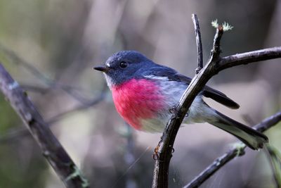 Rose Robin