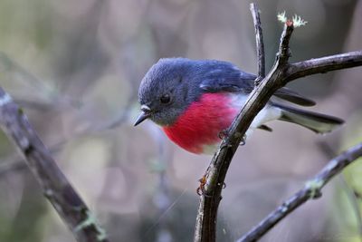 Rose Robin