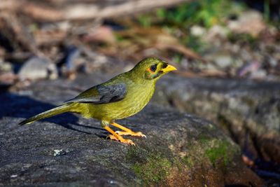 Honeyeaters