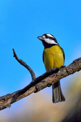 Thrushes, Shrike-thrush and Shrike-tit