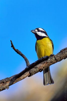 Thrushes, Shrike-thrush and Shrike-tit