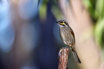 Honeyeaters