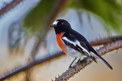 Scarlet Robin