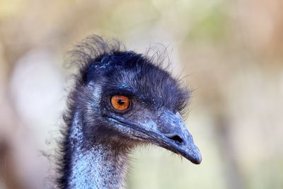 Emu and Cassowary