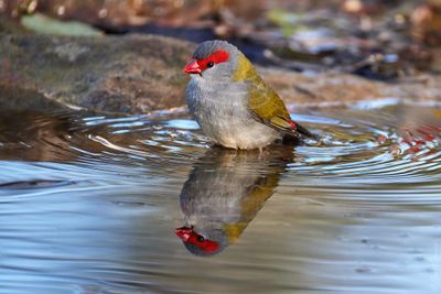 Red-browed Finch