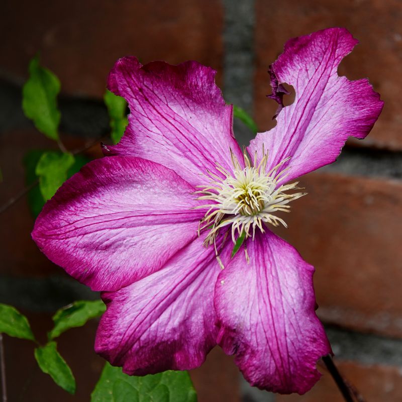 DSC00936a w.jpg