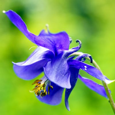 spring flowers