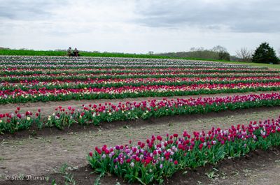 _DSC7375.jpg