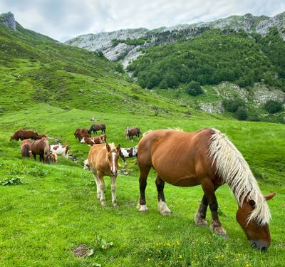 Draft horses of Pyrenees 