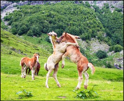 Pyrenees 