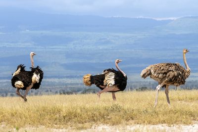 Kenya 2024 Safari