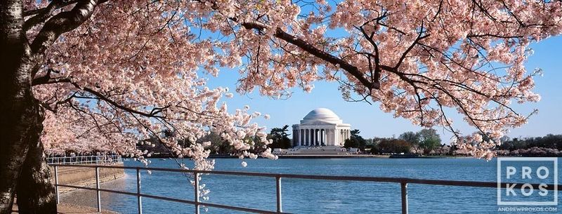 Large-format fine art prints of the Jefferson Memorial and Cherry Blossoms in Spring from the Washington DC photo gallery of landscape photographer and fine art photographer Andrew Prokos. Framed panoramic prints are available in sizes up to 120 inches. You can read more about Andrew's work in his photography articles