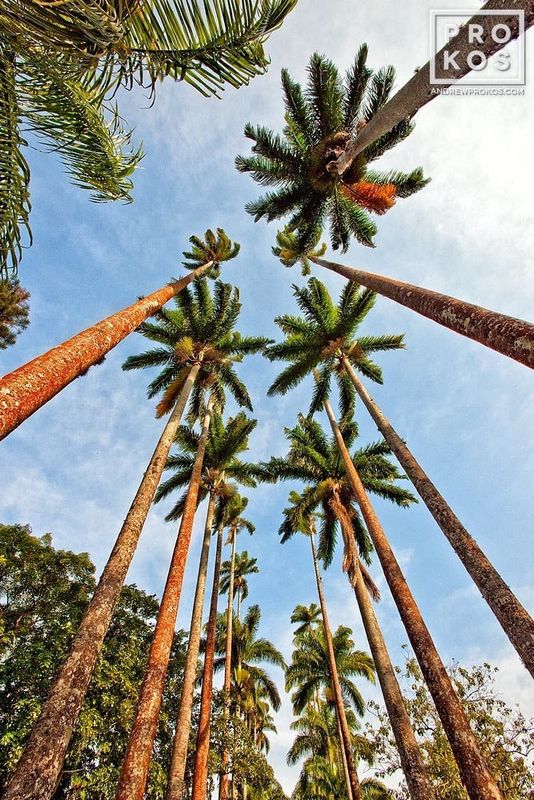 Fine art photograph from the award-winning series of Brazil landscape photographs  by fine art photographer Andrew Prokos. Framed prints  are available in sizes up to 48 inches in height. Photos ship direct from the artist's New York photography gallery.