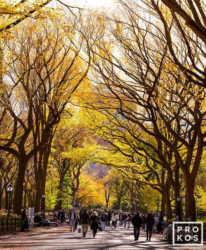 

Limited edition Fine art photography of an Autumn landscape from Central Park by master landscape photographer Andrew Prokos. This high-definition fine art print is composed of multiple images merged to create large-format prints available up to 96 inches in height. Please inquire regarding additional print sizes. Artwork ships direct from the artist's DC, Dubai art,  London gallery or New York photography gallery.