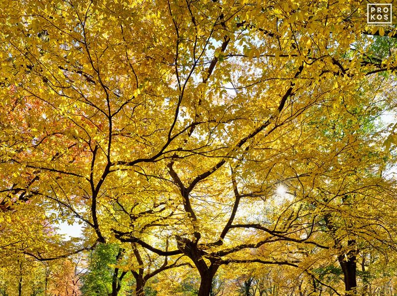 Limited edition Framed  photographs of an Autumn treescape from Central Park photos gallery by master landscape photographer Andrew Prokos. This high-definition fine art print is composed of multiple images merged to create large-format prints available up to 96 inches in height. Please inquire regarding additional print sizes. Artwork ships direct from the artist's Washington DC, Dubai art,  London gallery or New York photography gallery.