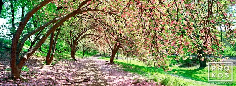 Limited edition Framed  photos of a Central Park Spring landscape from Central Park landscapes by master landscape photography artist Andrew Prokos. This high-definition HD art print is composed of multiple images merged to create large-format photos available up to 96 inches in height. Please inquire regarding additional print sizes. Artwork ships direct from the artist's Washington DC, Dubai art,  London gallery or New York photo gallery.