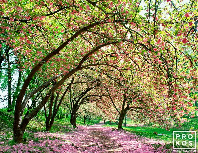 Limited edition Framed  photographs of a Central Park Spring landscape from Central Park gallery by master landscape photography artist Andrew Prokos. This high-definition art print is composed of multiple images merged to create large-format artwork available up to 96 inches in height. Please inquire regarding additional print sizes. Artwork ships direct from the artist's Washington DC, Dubai art,  London gallery or New York photo gallery.