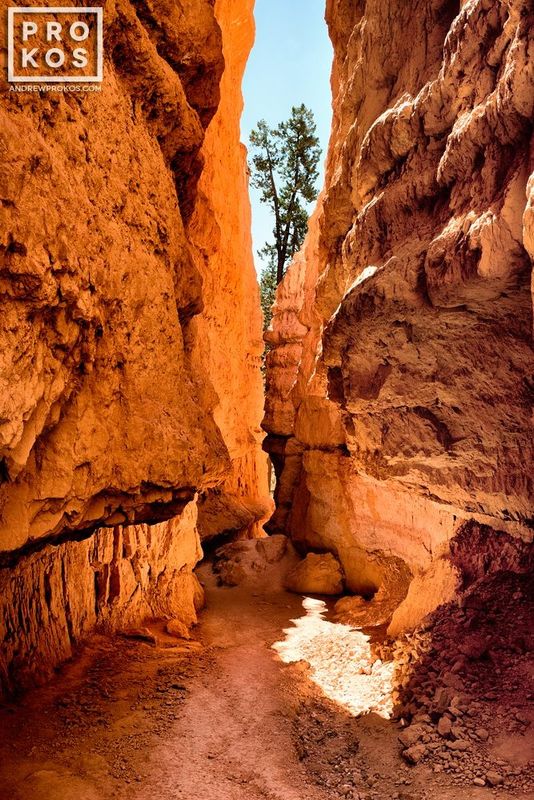 Landscape photograph  from the award-winning series of Bryce Canyon Utah landscapes  by fine art photographer Andrew Prokos. Framed photography  available in sizes up to 48 inches in height. Photos ship direct from the artist's New York City photography gallery.