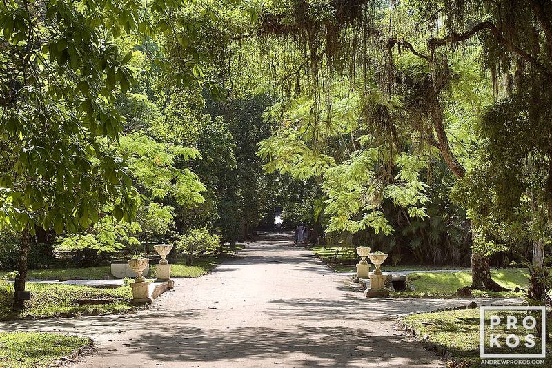 https://andrewprokos.com/photo/jardim-botanico-landscape-rio/