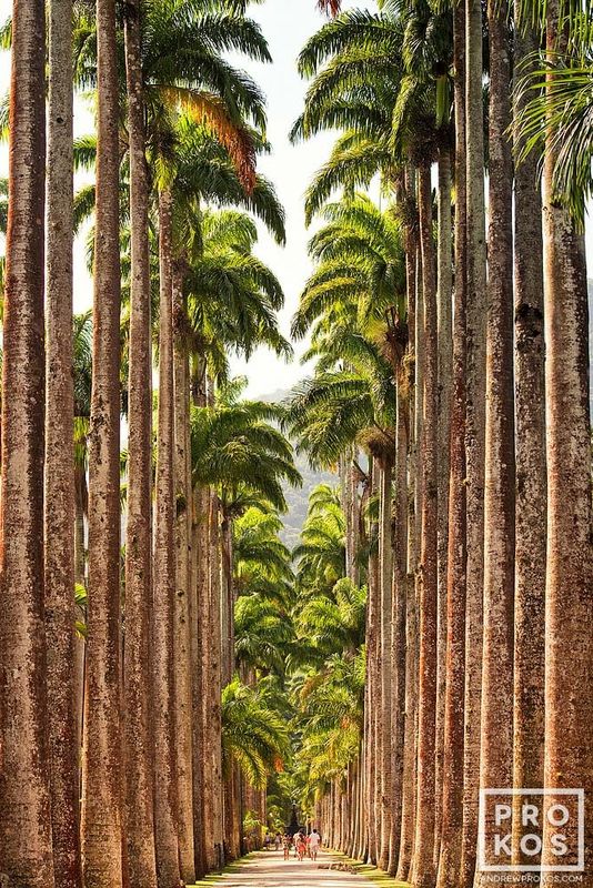 https://andrewprokos.com/photo/jardim-botanico-palm-trees-rio-1641/