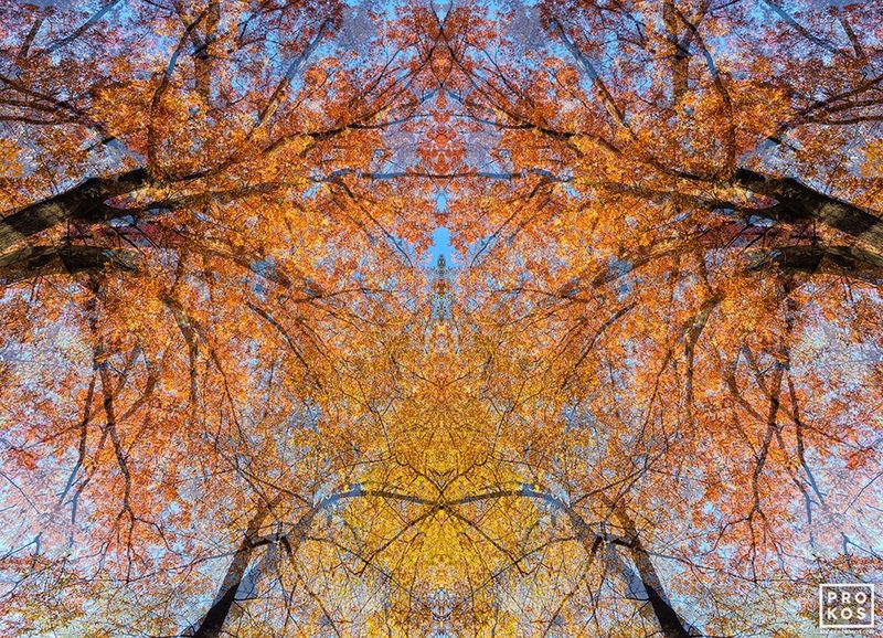 Sylvan Landscapes