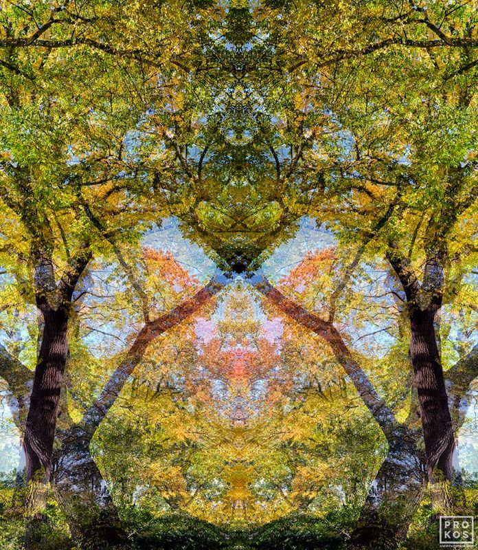 Prokos's latest series of landscape photographs of trees and woodlands captured in various seasons, Sylvan Landscapes. The  abstract fine art photo series conveys the sense of mystery inherent in trees and woodland areas. Framed limited edition prints are available up to 90 inches, please inquire. Archival pigment print on dibond with 3/16 acrylic face mount. Artwork ships from the photographer's NYC fine art photo gallery. You can read more about the artist's abstract art here and in his photography article.
