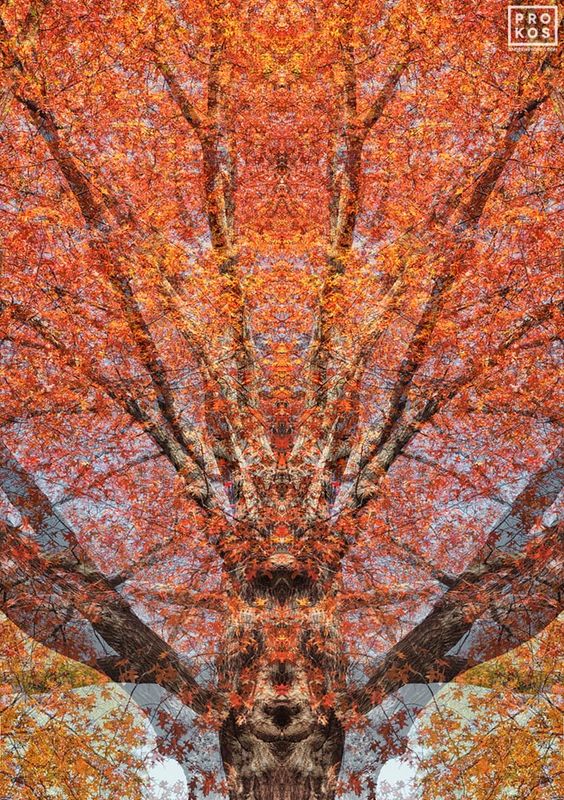 Fine art photographer Andrew Prokos's latest series of large-scale landscape photographs of trees  and woodlands captured in various seasons, Sylvan Landscapes. The  abstract photography series conveys the sense of mystery inherent in trees. Framed fine art photography are available up to 90 inches, please inquire. Archival pigment print on dibond with 3/16 acrylic face mount. Artwork ships from the photographer's New York City art gallery. You can read more about the artist's abstract art here and in his photography article.