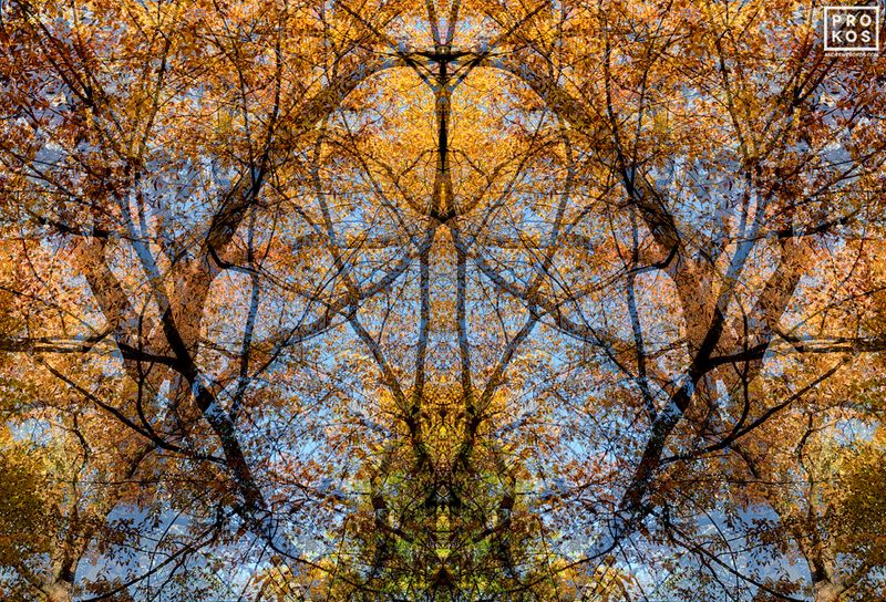 Fine art photographer Andrew Prokos's latest series of large-scale landscape photography prints of trees and woodlands captured in various seasons, Sylvan Landscapes. The abstract photo series conveys the sense of mystery inherent in trees. Framed limited edition prints are available up to 90 inches, please inquire. Archival pigment print on dibond with 3/16 acrylic face mount. Artwork ships from the artist's NYC photo gallery. You can read more about the artist's abstract art here and in his photography article.