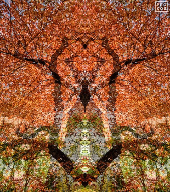 Prokos's latest series of large-scale treescapes captured in various seasons, Sylvan Landscapes. The series of  abstract photos convey the sense of mystery inherent in trees and woodland areas.  Limited edition prints are available up to 90 inches, please inquire. Archival pigment print on dibond with 3/16 acrylic face mount. Artwork ships from the photographer's New York City art gallery. You can read more about the artist's abstract art here and in his photography article.