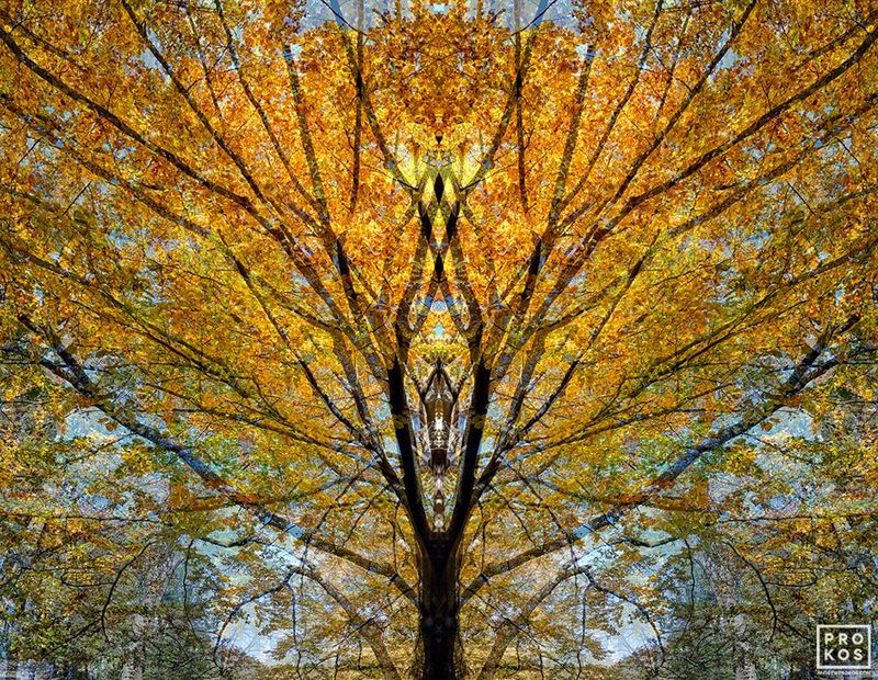 Fine art photographer Andrew Prokos's latest series of large-scale landscapes of trees and woodlands captured in various seasons, Sylvan Landscapes. The  abstract photo series conveys the sense of mystery inherent in tall trees and woodlands. Framed fine art prints are available up to 90 inches, please inquire. Archival pigment print on dibond with 3/16 acrylic face mount. Artwork ships from the photographer's NYC photo gallery. You can read more about the artist's abstract art here and in his photography article.