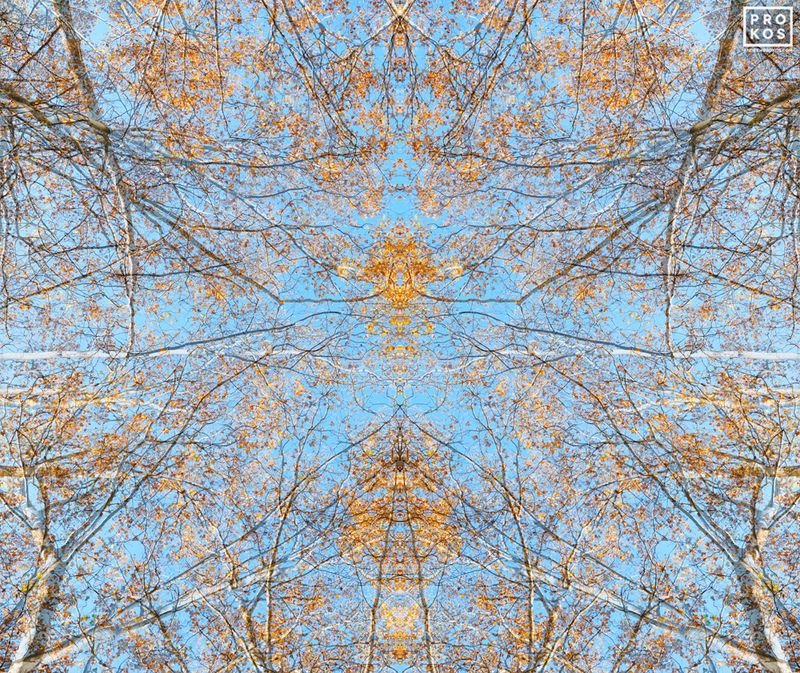 Sylvan Landscapes