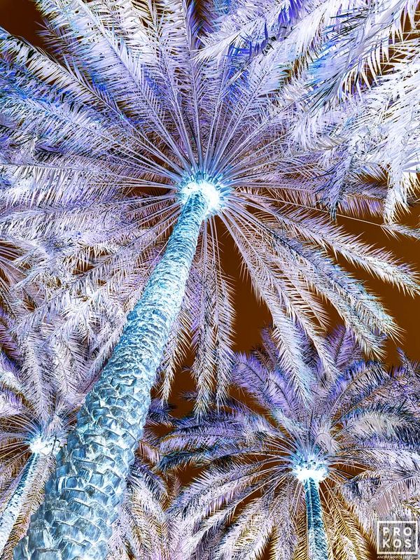Inverted - Al Ain Palms #1