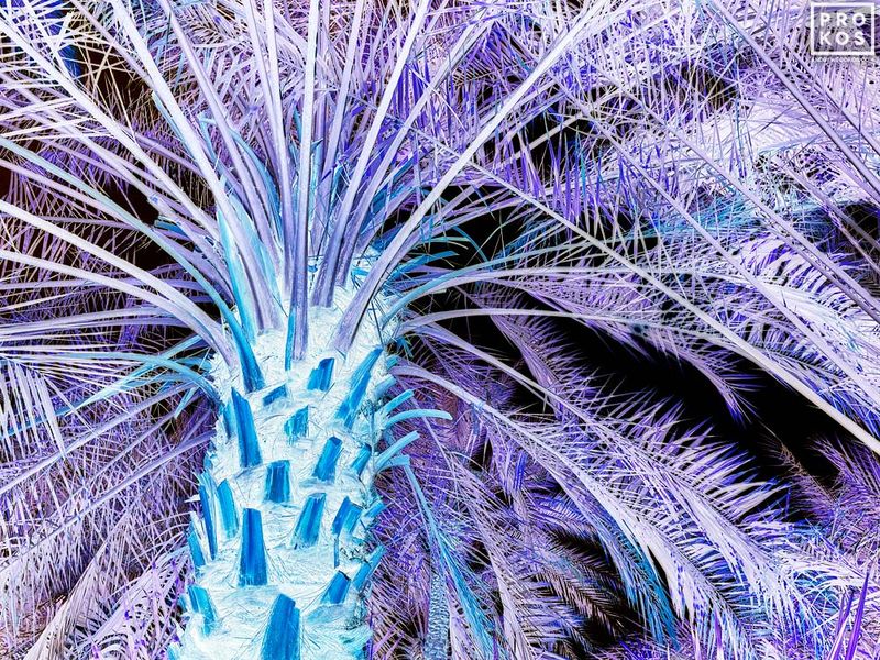 Inverted - Al Ain Palms #2