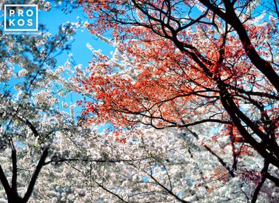 Spring Blossom Landscape