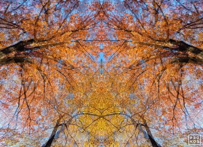 Sylvan Landscapes