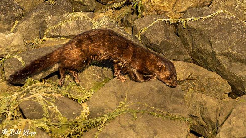American Mink  5