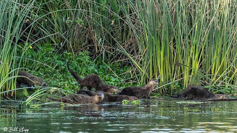 River Otter  105