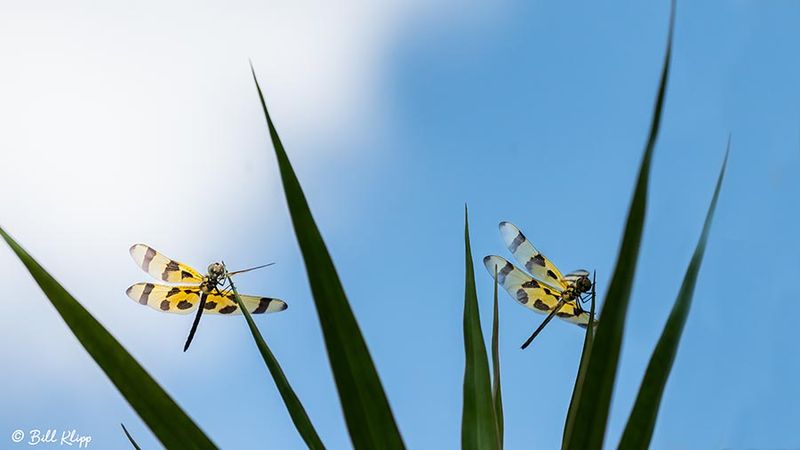 Halloween Pennant Dragonfly  3