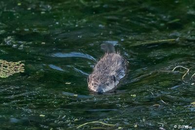 Beaver 54