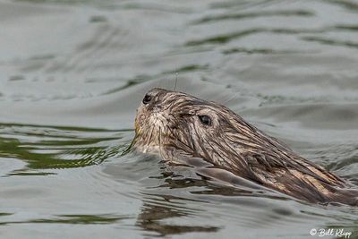 Beaver 58