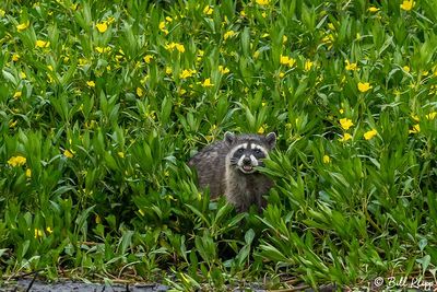 Racoon 30